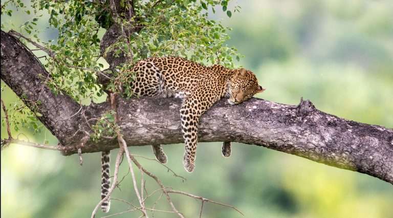 A leopard sleeps in a tree.