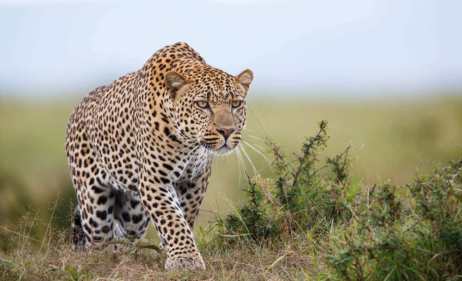 Caza de leopardo