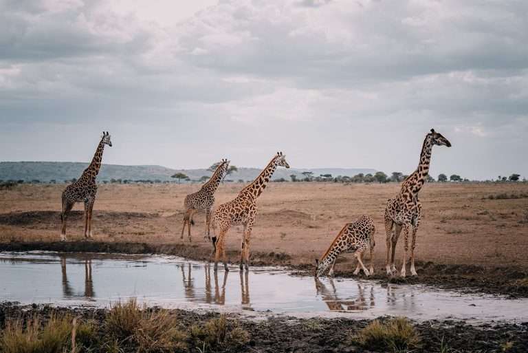 Giraffes by water