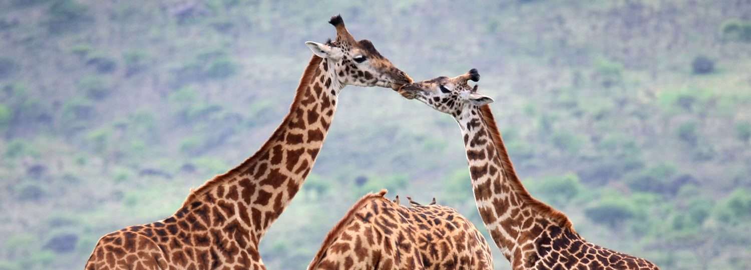 Drie giraffen in het wild