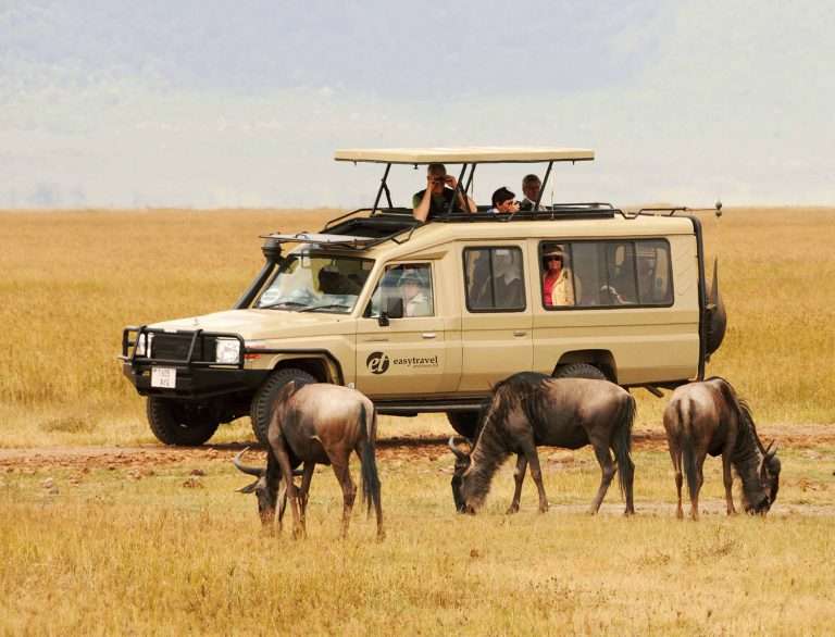 Wildebeest with safari tour