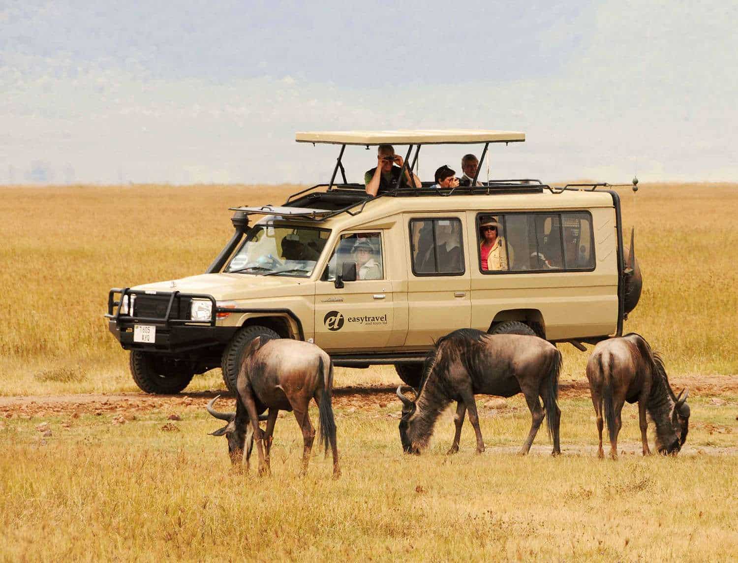 wildebeest with safari tour