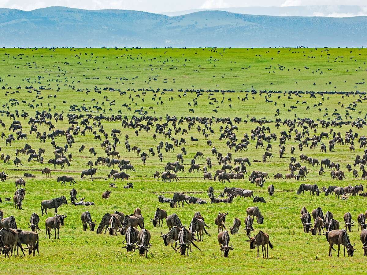 Tanzania - best time to go on safari - How many animals in the Serengeti?