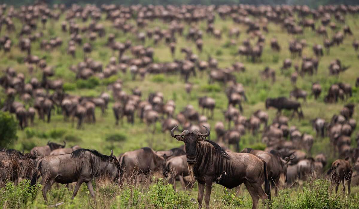 Tanzania - istock 1208661023 - 3 redenen waarom Tanzania het beste land is voor een safari