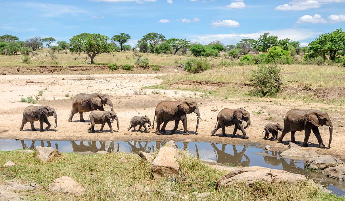 Tanzania - istock 491941451 - verbazingwekkende feiten over olifanten