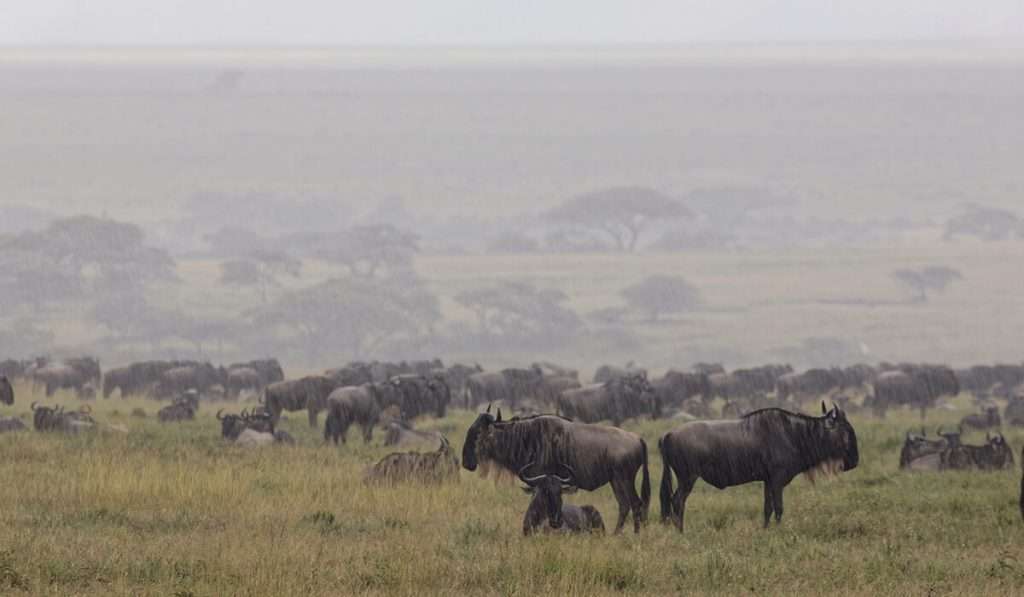 Tansania - Serengeti im Februar - die beste Reisezeit für eine Safari in Tansania