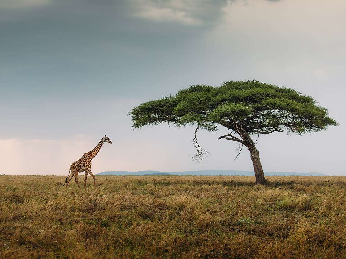Tanzania - the best national parks to visit in tanzania - How many animals in the Serengeti?