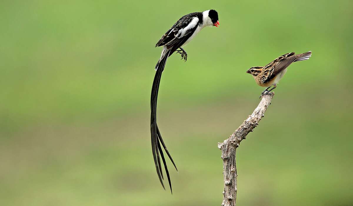 坦桑尼亚 - 2 月至 2 月的野生动物和鸟类游戏