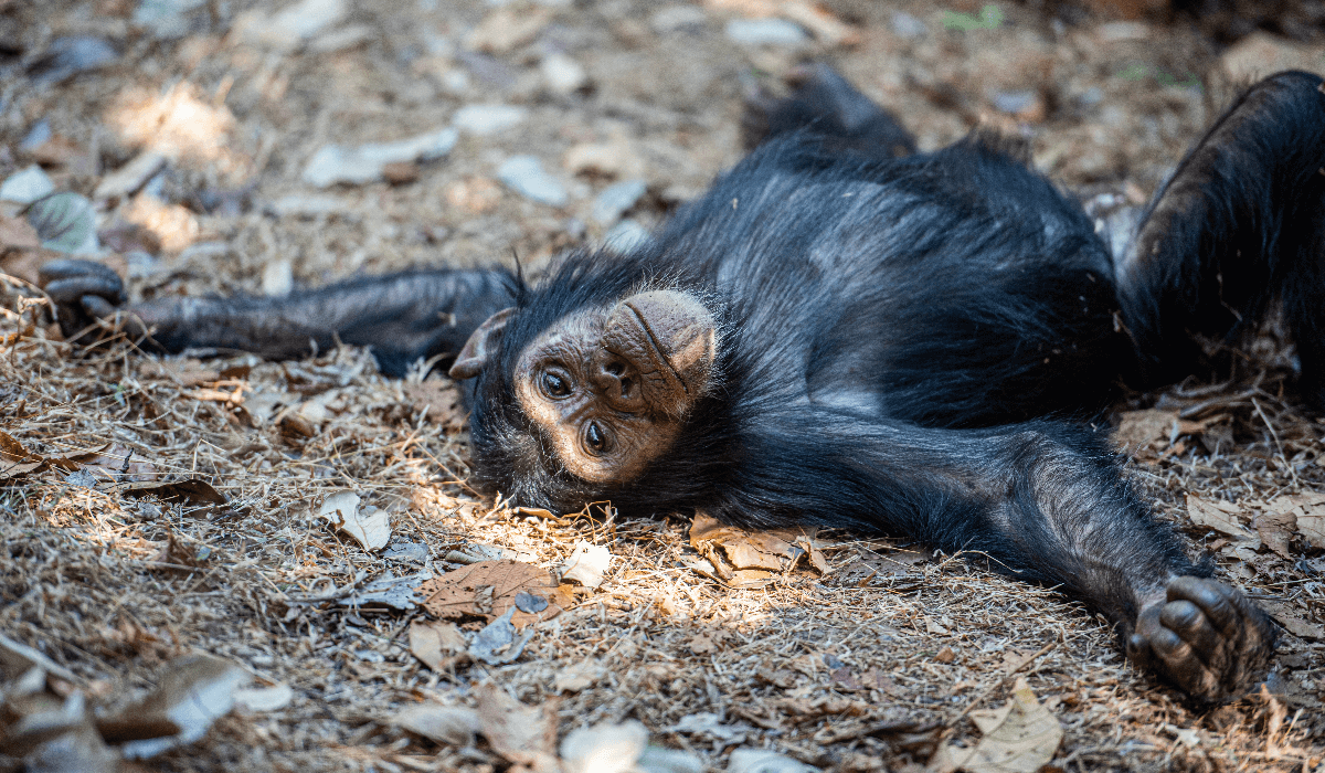 Monkey lying down