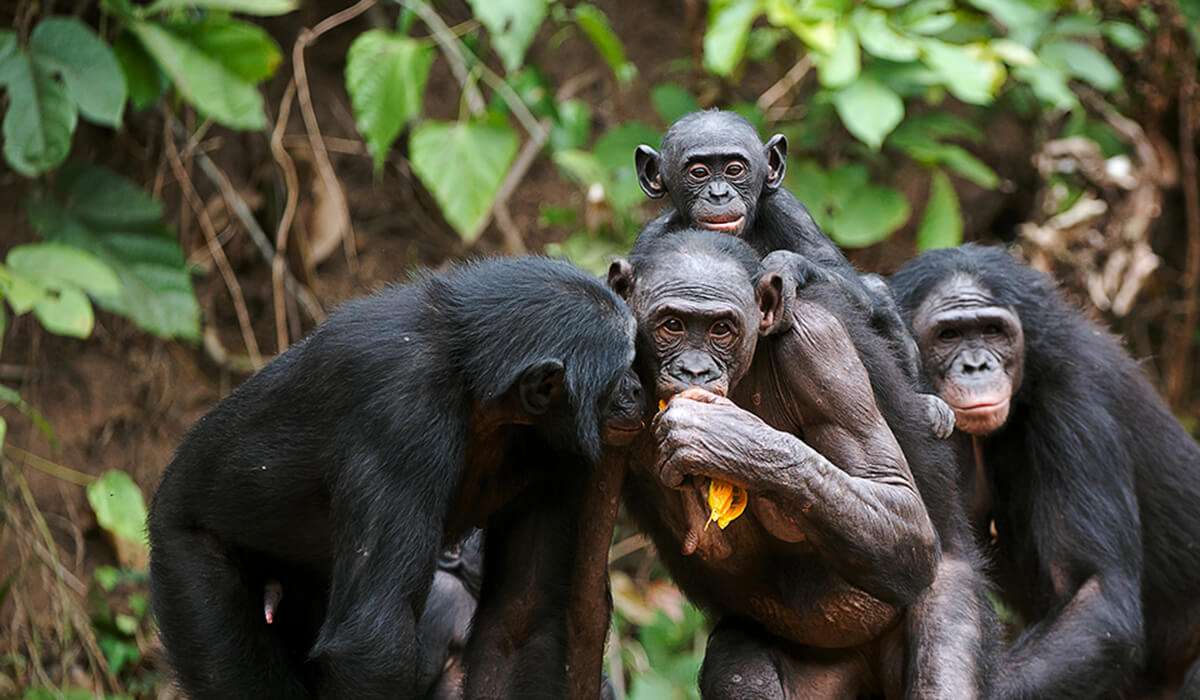 Gruppo di scimmie