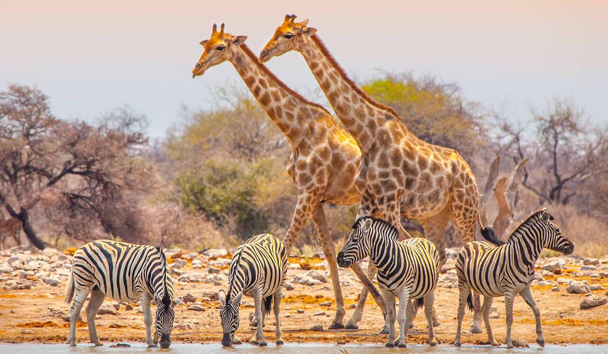 Giraffen und Zebras
