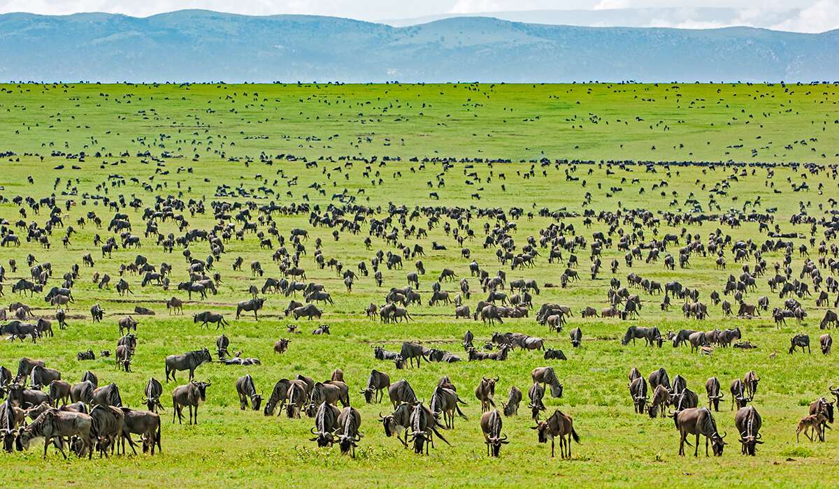 Wildebeest kudde, connochaetus taurinus, serengeti nationaal park, tanzania, oost afrika, migratie