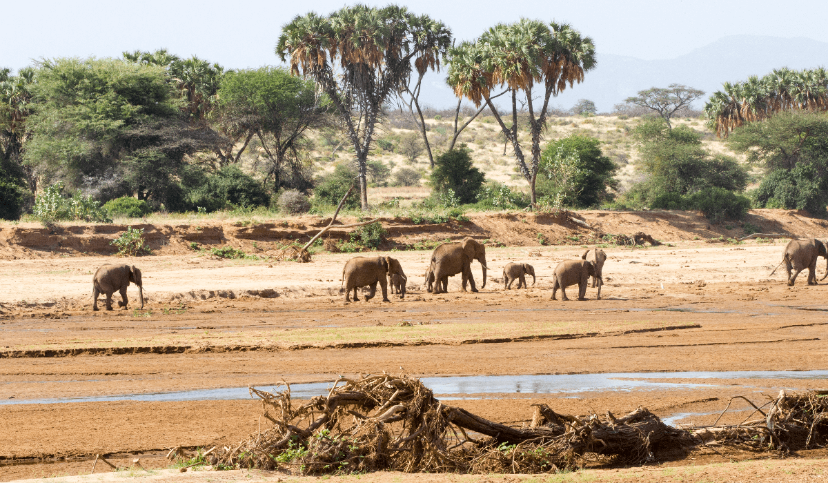 Tanzania - ruaha nationaal park in augustus - augustus