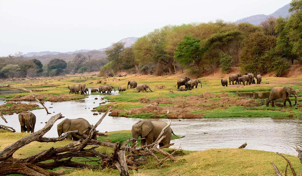 Nashorn und Elefant