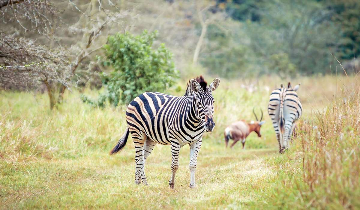 Tanzania - ruaha nationaal park in mei - mei
