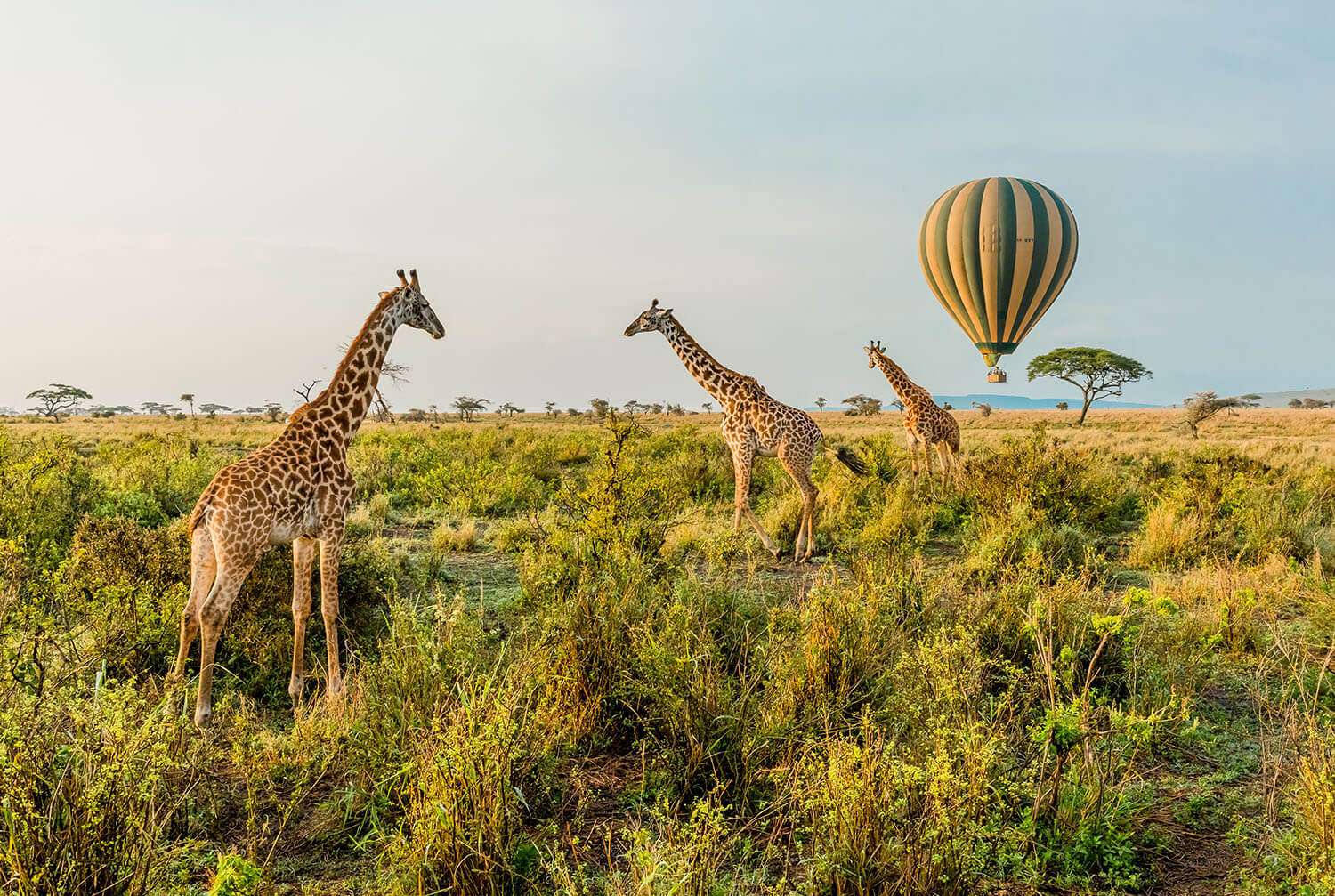Giraffen mit Heißluftballon
