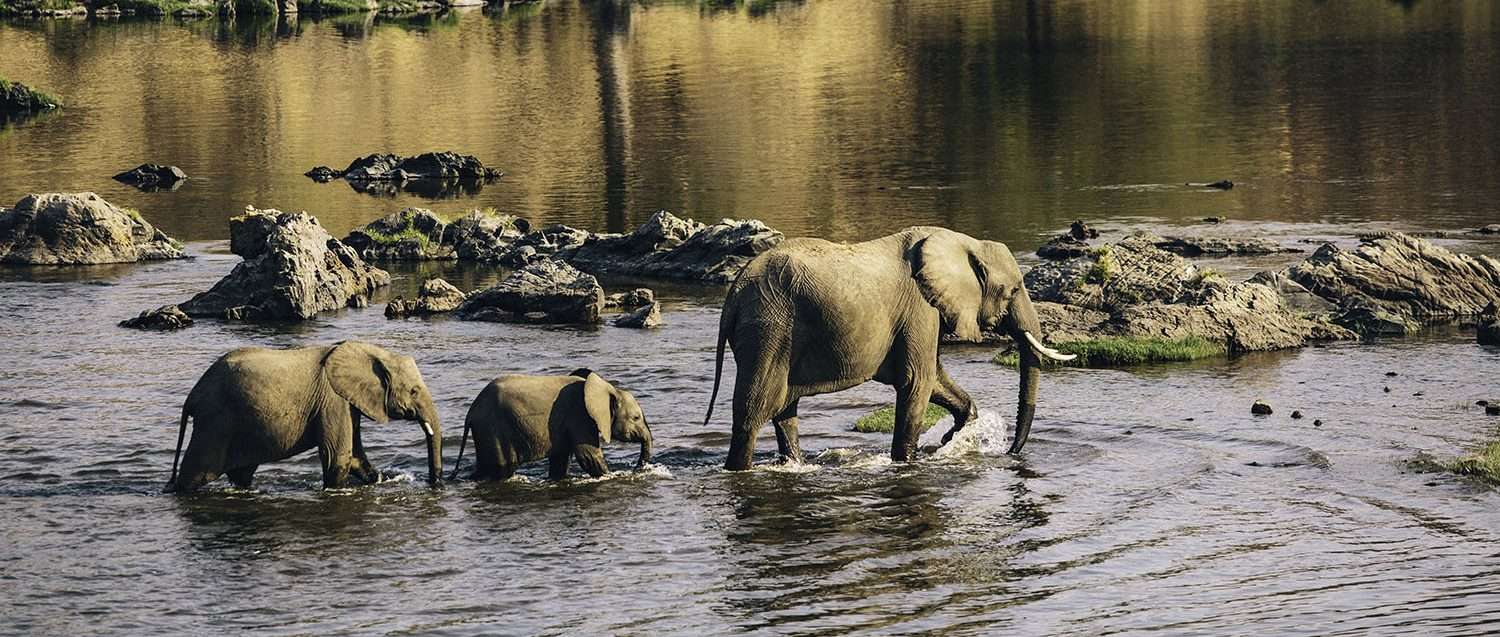 Éléphants