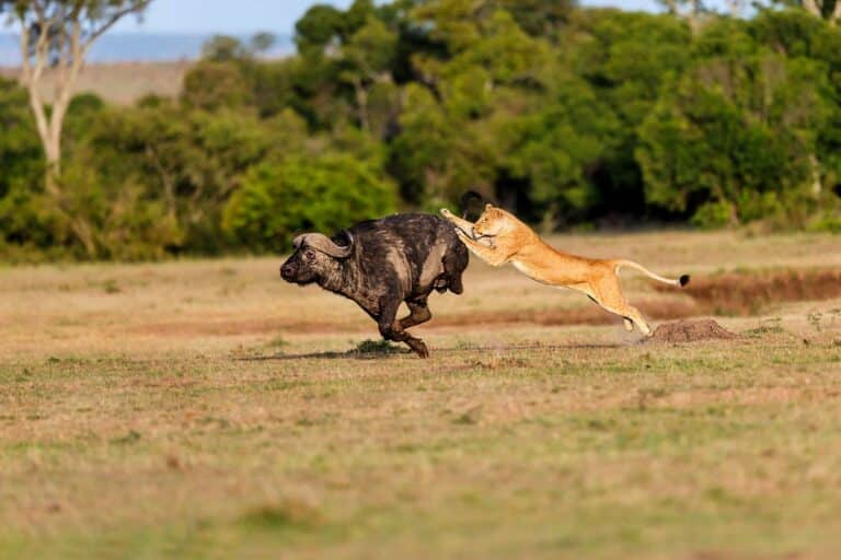 Lion attack