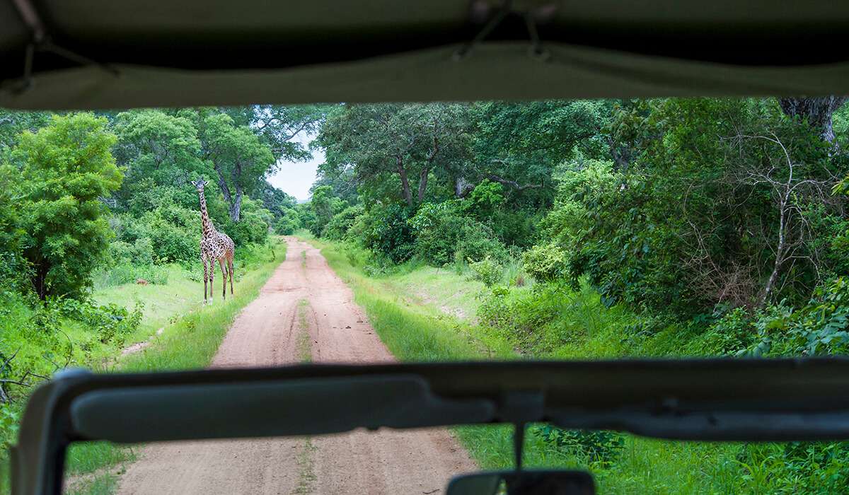 Tanzania - katavi national park in april - april
