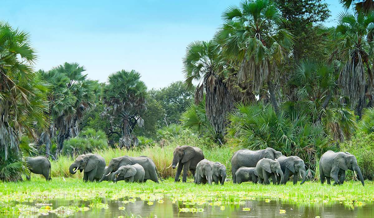 Tanzania - nyerere nationaal park in maart - maart