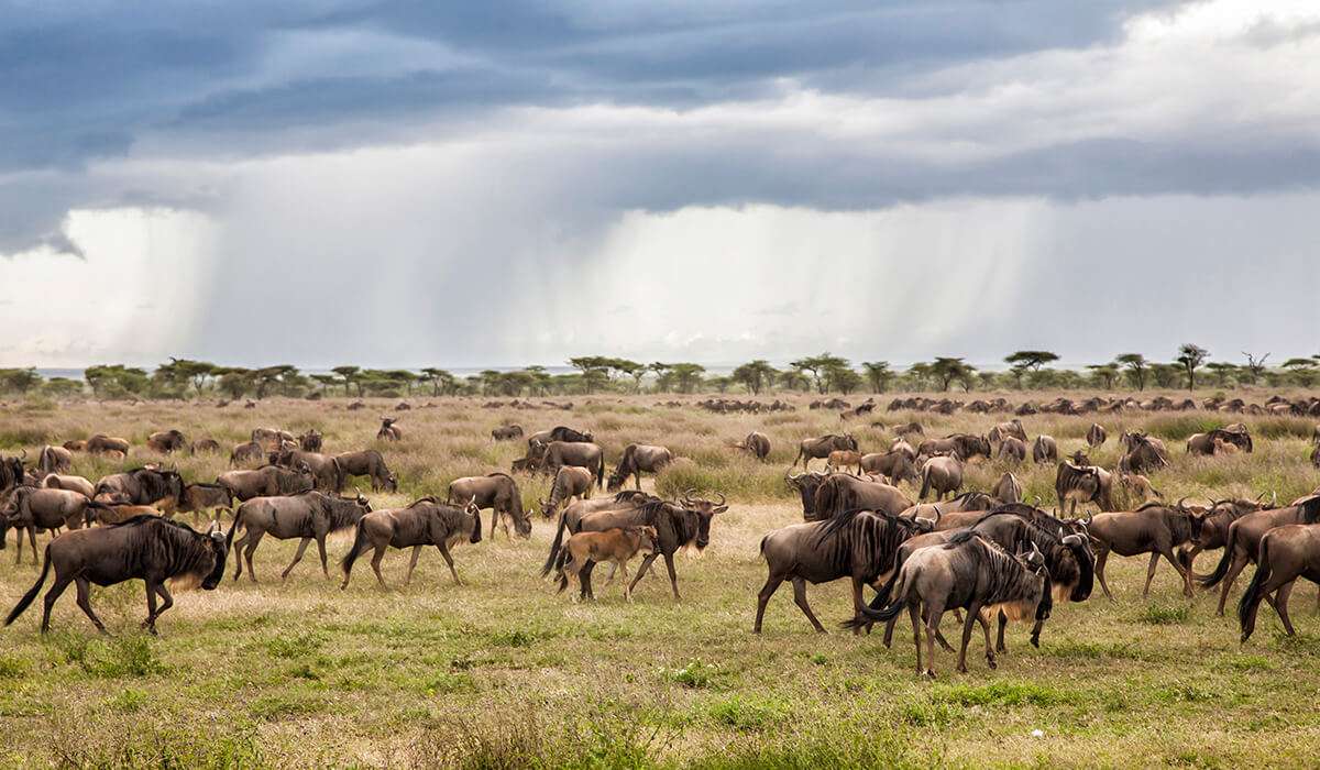 Tanzania - de migratie van wildebeesten in maart - maart