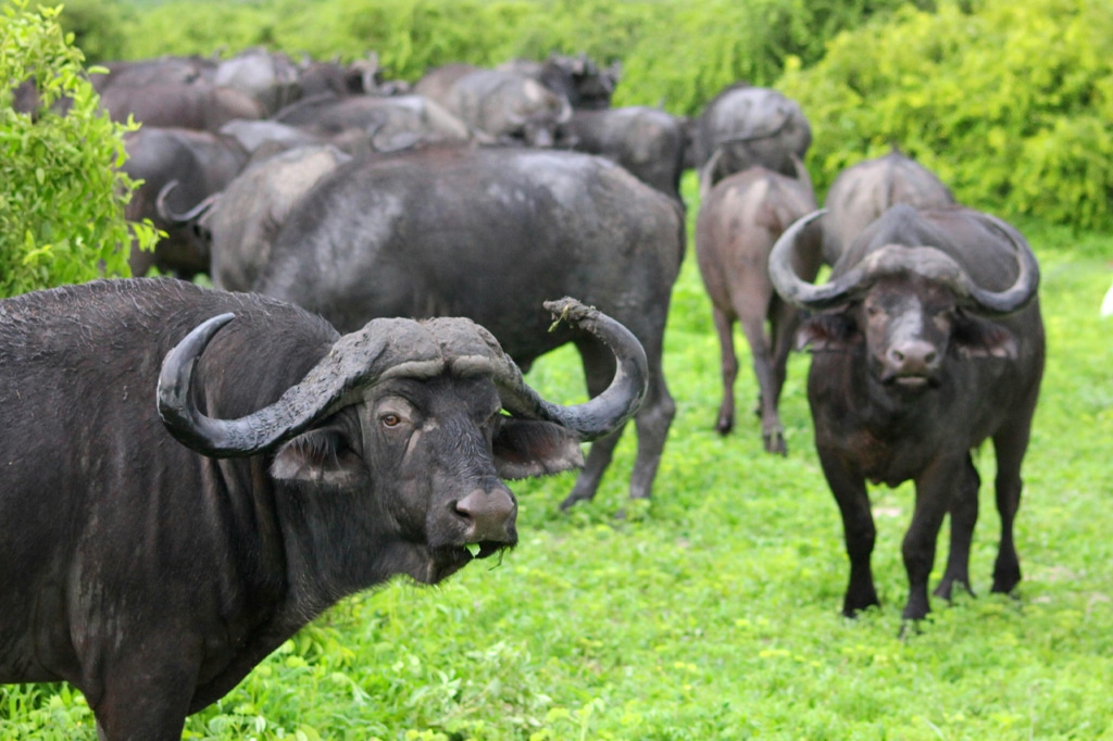 African buffalo at Ndutu region
