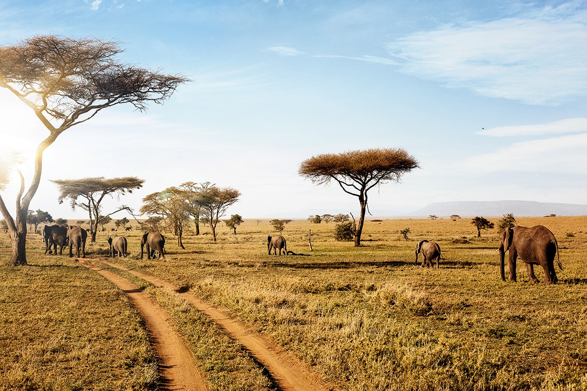 Eine Elefantenherde wandert durch die trockene Savanne des Serengeti-Nationalparks in Tansania