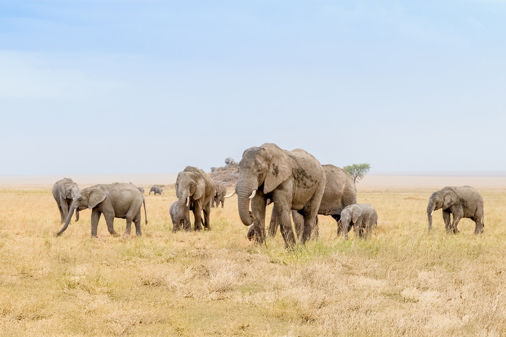 タンザニアのセレンゲティ国立公園の乾燥したサバンナの草原にいるゾウ