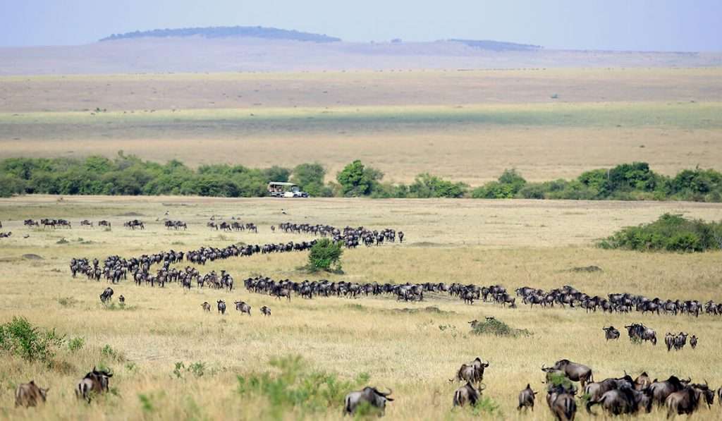 坦桑尼亚 - 4 月 - 5 月 - 牛羚大迁徙：迁徙之旅的完整指南