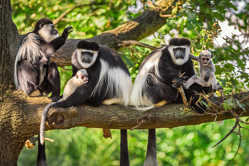 Zwarte Witte Colobus Aap Kilimanjaro Tanzania 1 Zwarte en witte franjeapenfamilie op de top van een boom op de Kilimanjaro