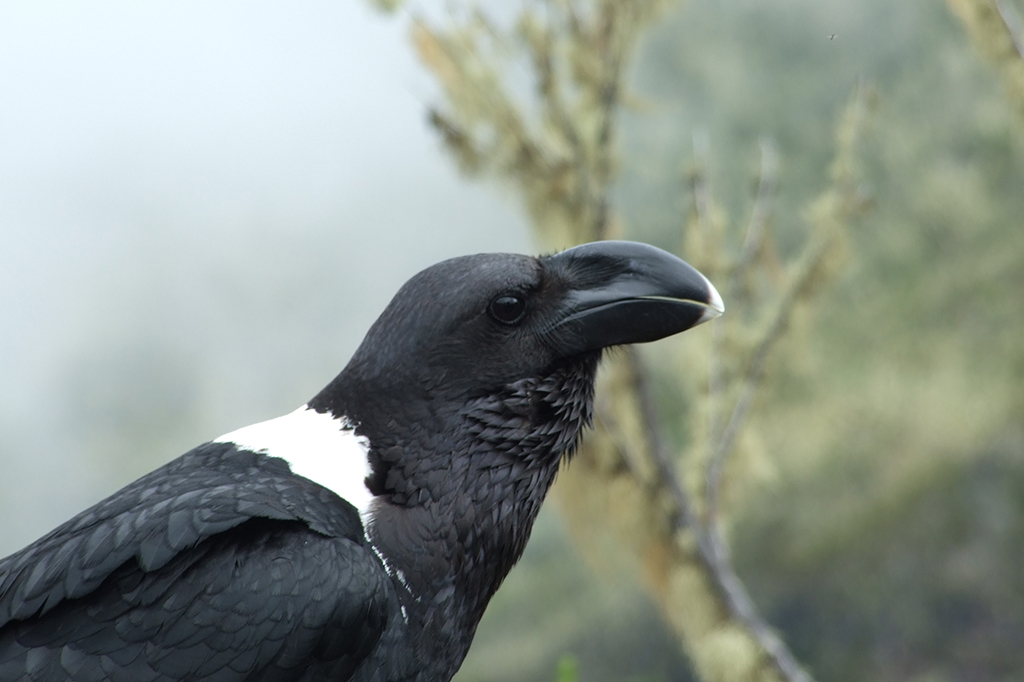 Close-up van de witnekraaf Kilimanjaro Tanzania 1 Colse-up shot van een witnekraaf op de Kilimanjaro