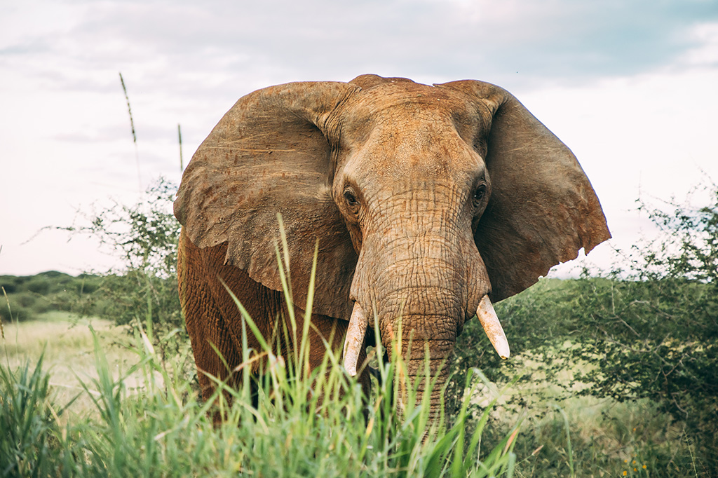 Herbe à éléphant Parc national de Tarangire Tanzanie 1 Éléphant d'Afrique mangeant de l'herbe au parc national de Tarangire
