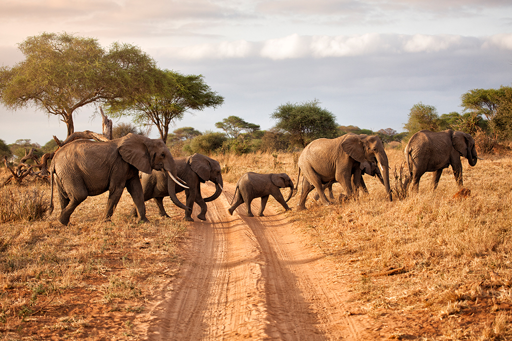 In the serene Tanzanian savannah, a herd of elephants, including adults and a calf, gracefully crosses a dirt road. Scattered trees and a cloudy sky complete the tranquil scene in the wild. - Easy Travel Tanzania