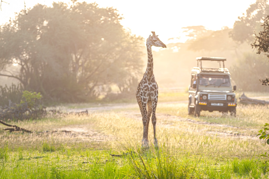 Game drive at Selous Game Reserve, Tanzania