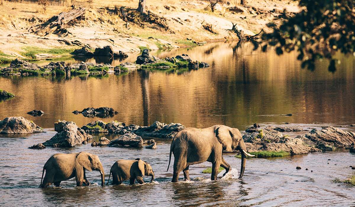Elefanten überqueren das Wasser