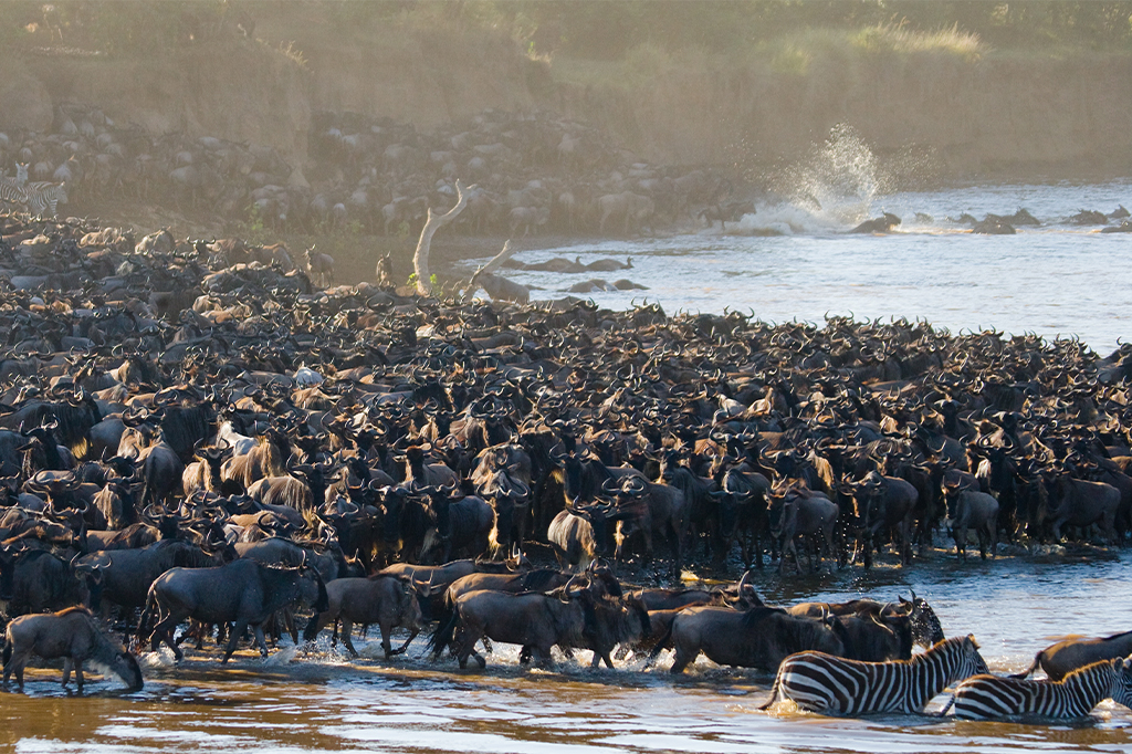 The great wildebeest migration crossing the Mara River in the Serengeti, Tanzania