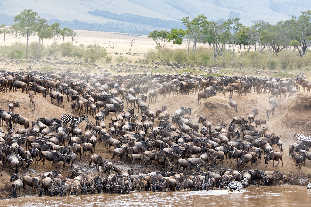 The great wildebeest migration in the Western Serengeti, Tanzania