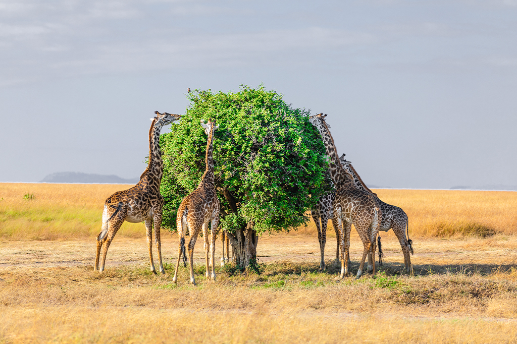 Groupe de girafes mangeant des feuilles Serengeti Tanzanie 1 Groupe de girafes mangeant des feuilles dans les plaines de savane du parc national du Serengeti