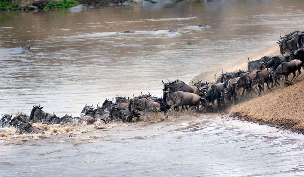 坦桑尼亚 - 格鲁美蒂河穿越野生动物园 7 天 - 牛羚大迁徙：迁移野生动物园的完整指南