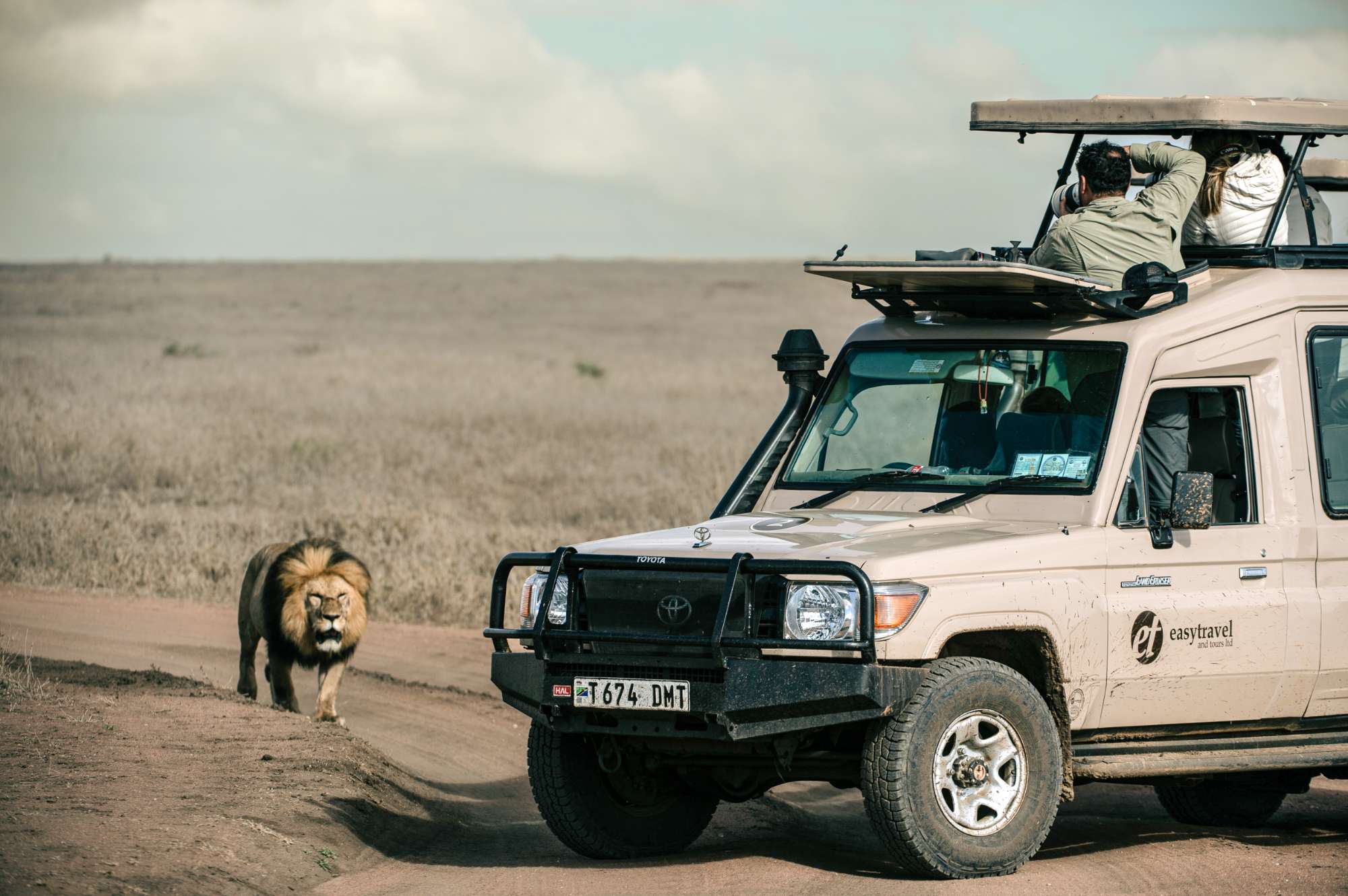 Guest Taking Picture of Lion at Serengeti National Park - Easy Travel Tanzania