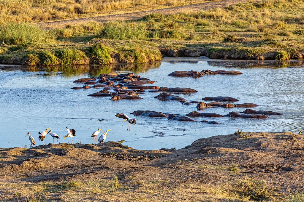 quanti-animali-ci-sono-nel-serengeti