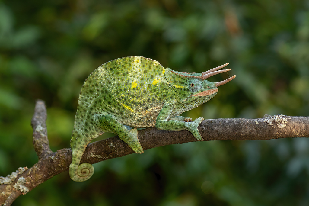 Jacksons Kameleon Machame Kilimanjaro Tanzania 1 Jacksons Chameleon op de Machame-route van de Kilimanjaro