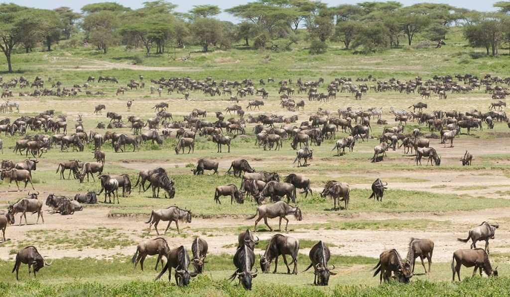 坦桑尼亚 - 1 月 2 月 - 3 月 - 牛羚大迁徙：迁徙野生动物园的完整指南