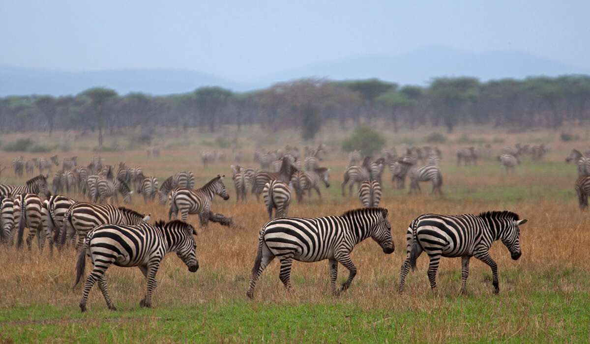 Kudde zebra's