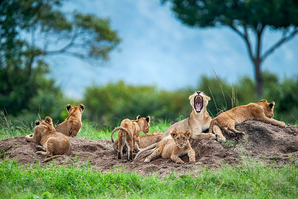 Pride of young lion at Serengeti National Park