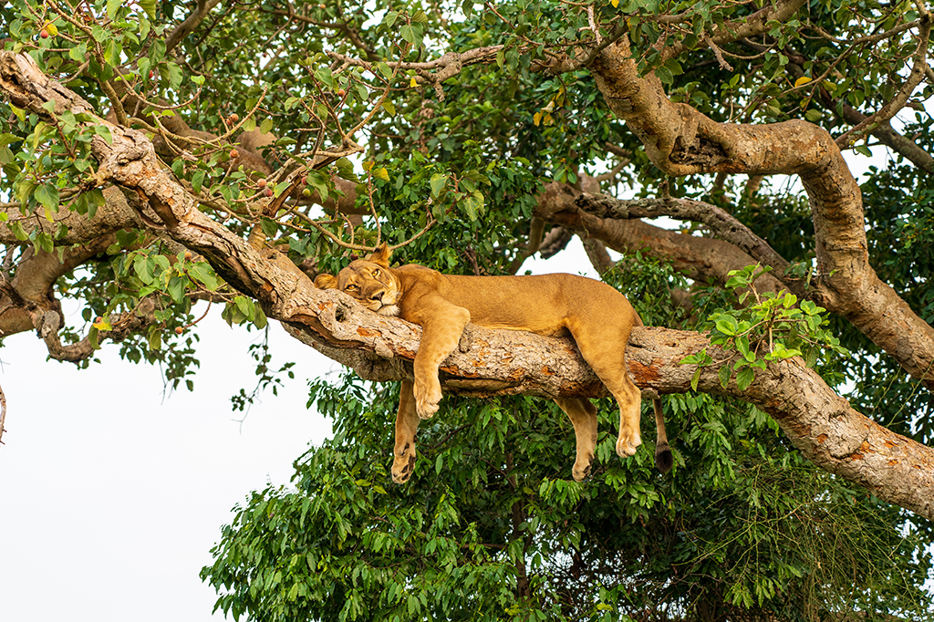 Lioness Tree Lake Manyara National Park Tanzania 1 A lioness on a tree at Lake Manyara National Park, Tanzania