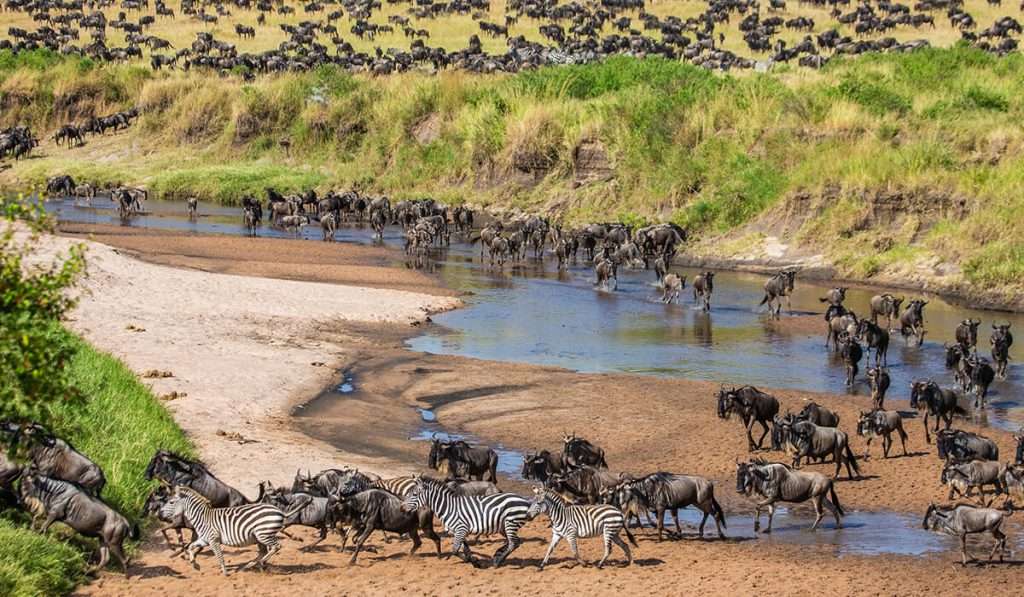 坦桑尼亚 - 马拉河穿越野生动物园 7 天 - 牛羚大迁徙：迁移野生动物园的完整指南