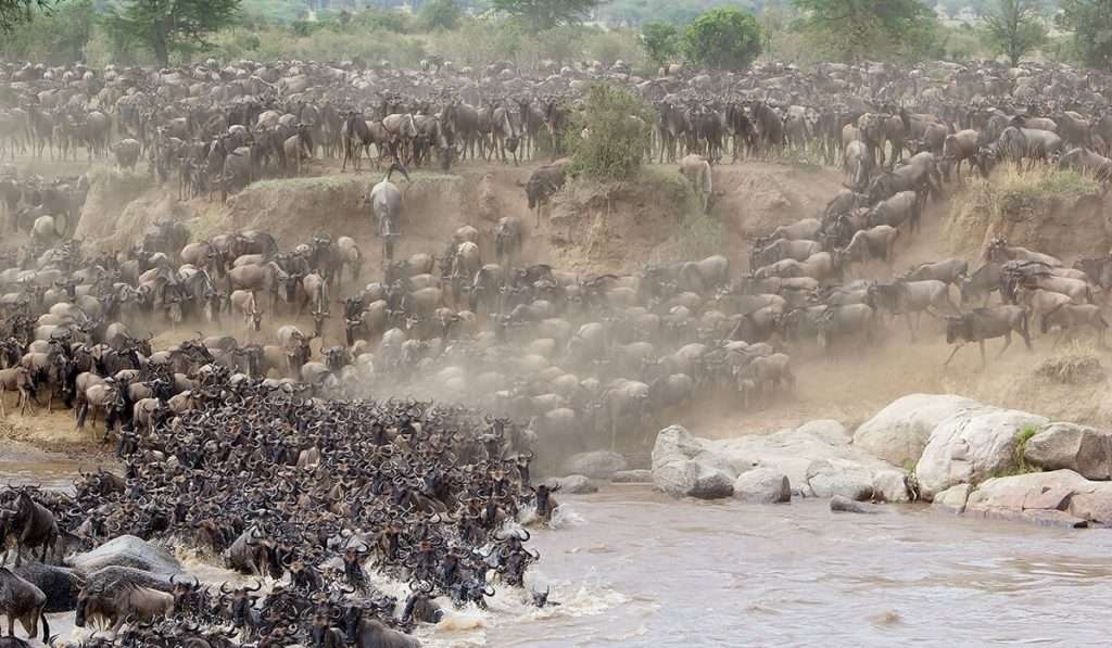 Tanzanie - safari traversant une rivière migratoire 8 jours - la grande migration des gnous : un guide complet pour un safari migratoire