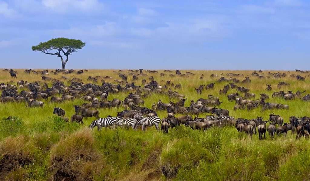 Tanzania - noviembre – diciembre - la gran migración de ñus: una guía completa para un safari de migración