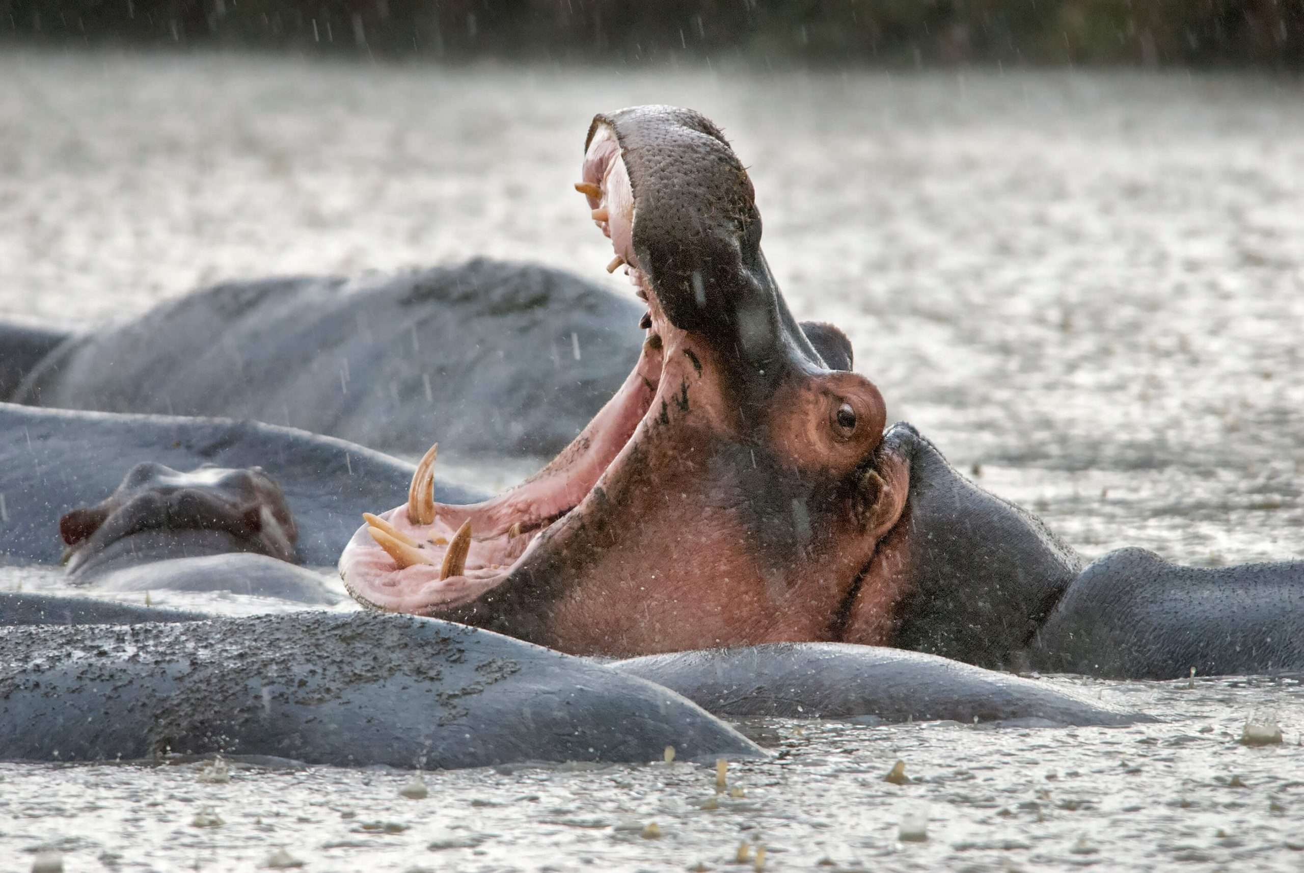 Nijlpaard open mond